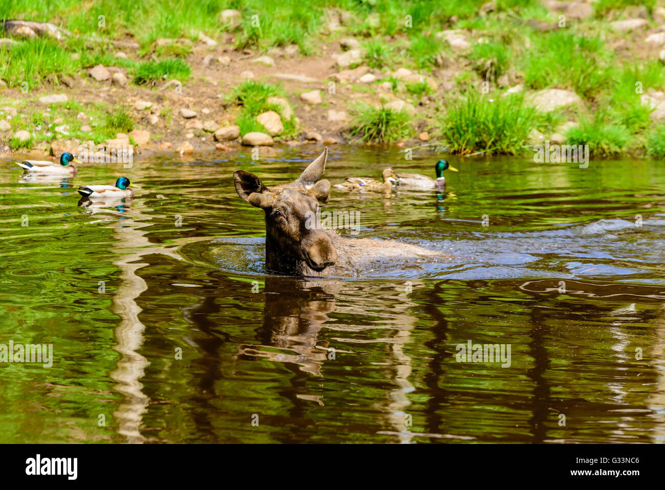 Elch (Alces Alces), ist hier ein Stier in einem Waldsee Baden. Die meisten des Körpers ist unter Wasser getaucht. Stockfoto