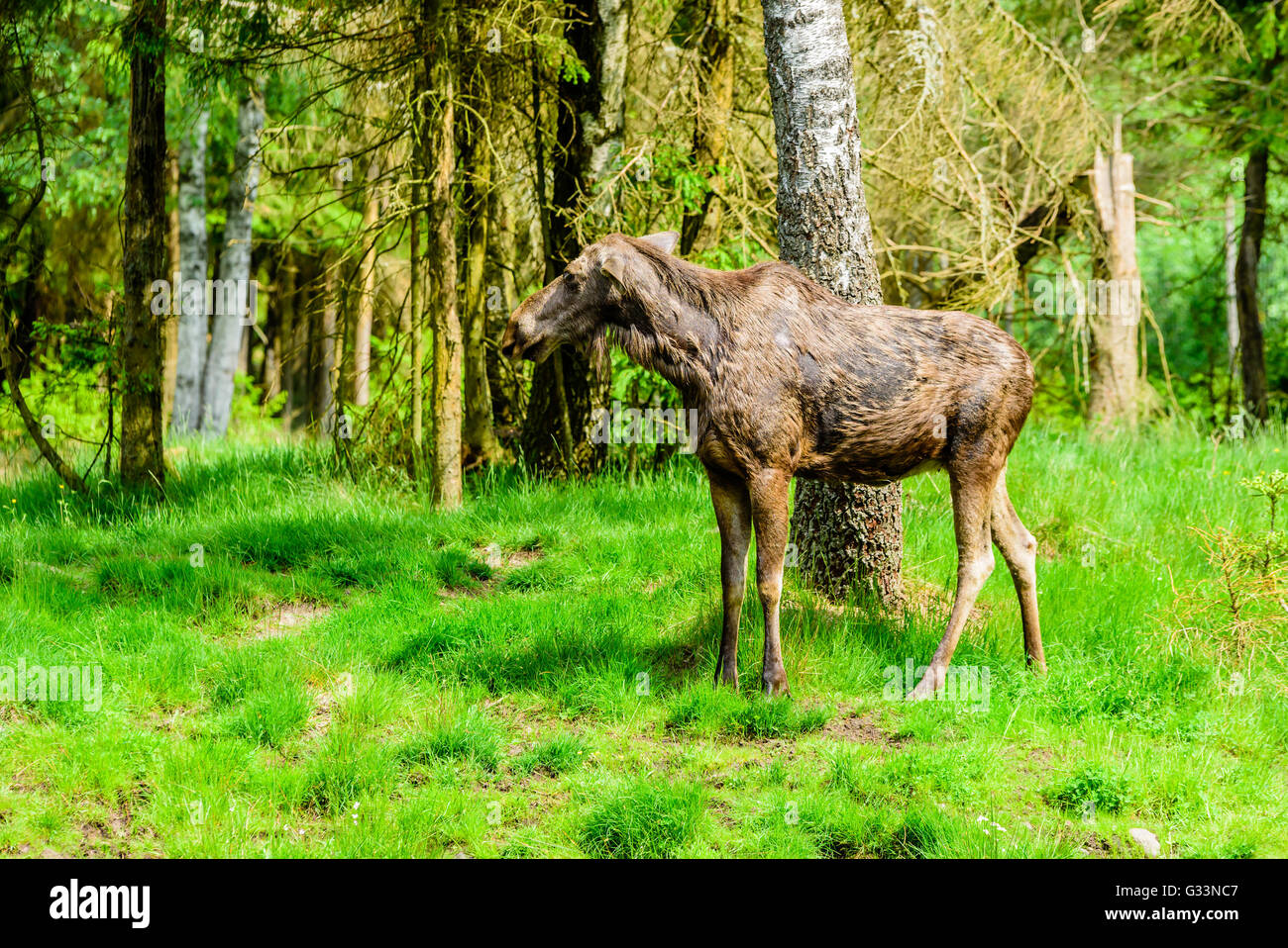 Elch (Alces Alces), steht hier eine Kuh vor einer Birke nach einem Bad im See. Stockfoto