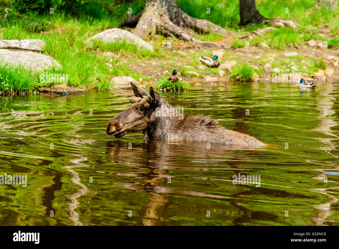 Elch (Alces Alces), ist hier ein Stier in einem Waldsee Baden. Die meisten des Körpers ist unter Wasser getaucht. Stockfoto