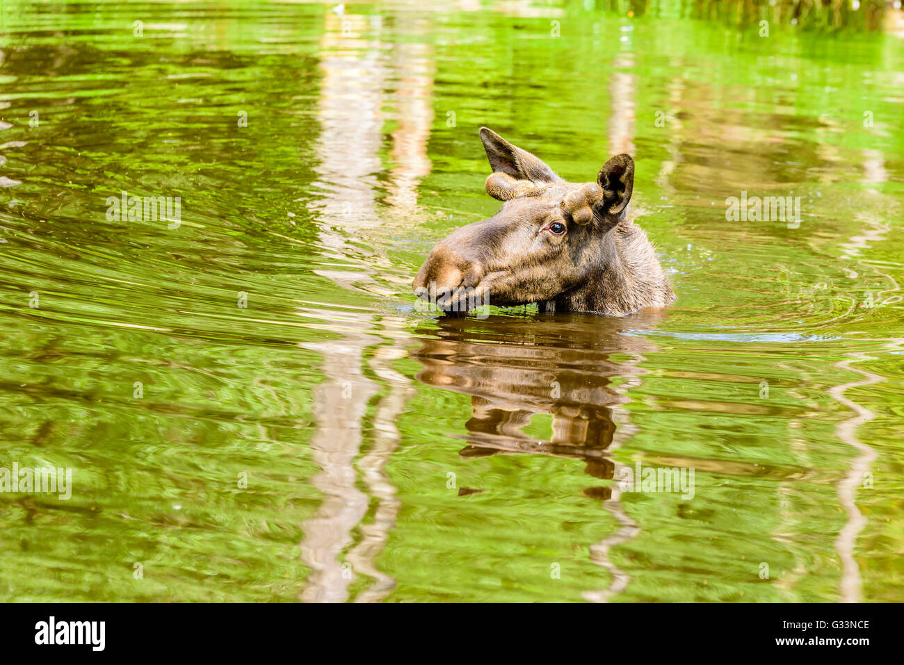 Elch (Alces Alces), ist hier ein Stier in einem Waldsee Baden. Die meisten des Körpers ist unter Wasser getaucht. Stockfoto