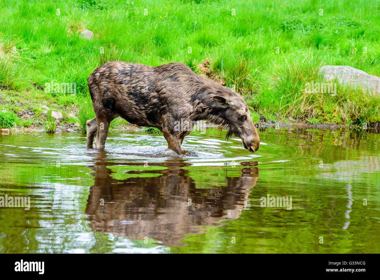 Elch (Alces Alces), spaziert hier eine Kuh in der Süßwasser-See, von der Hitze des Tages abzukühlen. Stockfoto