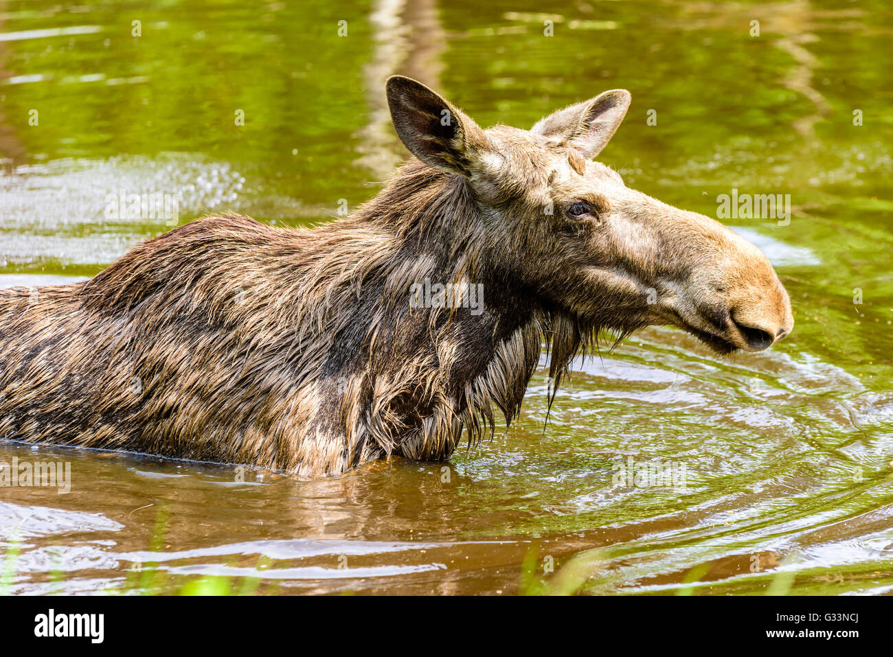 Elch (Alces Alces), hier ist eine Kuh in der Süßwassersee hautnah mit ein wenig Rasen im Vordergrund. Stockfoto