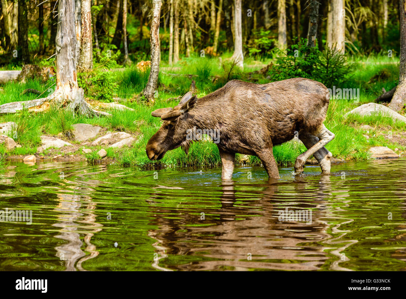 Elch (Alces Alces), ist hier ein Stier in der Waldsee in der Nähe der Küste spazieren. Stockfoto
