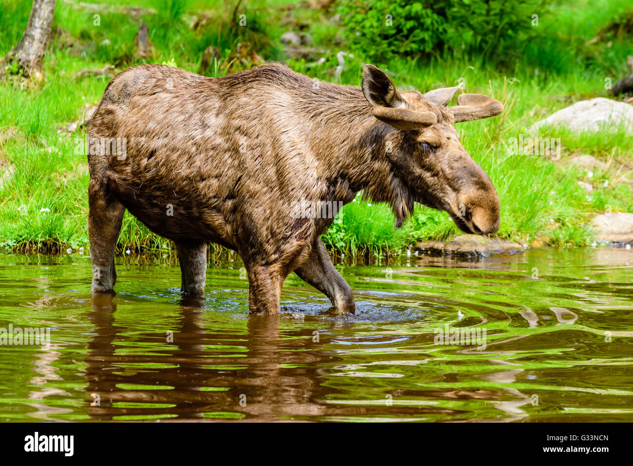 Elch (Alces Alces), ist hier ein Stier in der Waldsee in der Nähe der Küste spazieren. Stockfoto