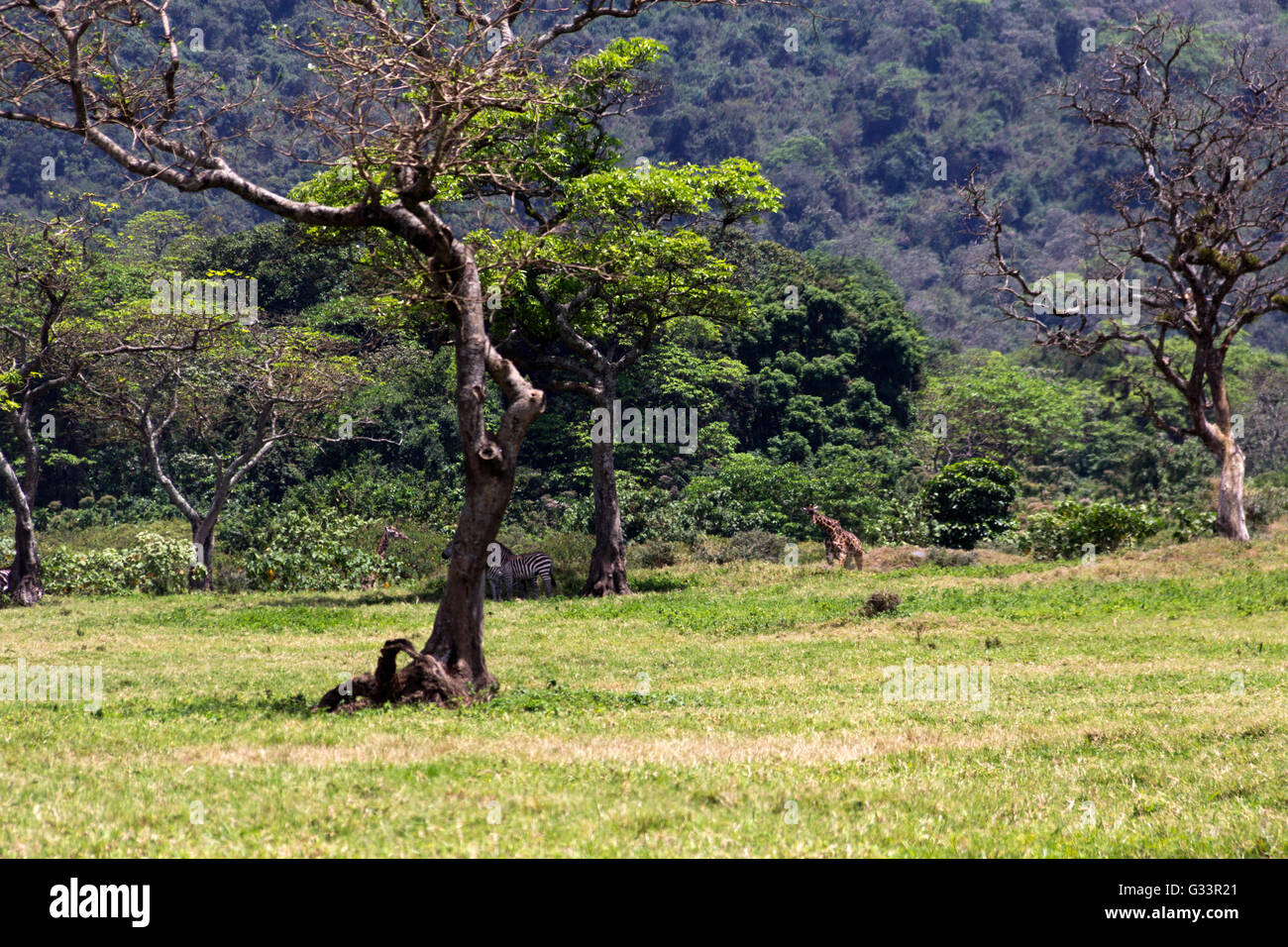 Tiere in Tansania Stockfoto
