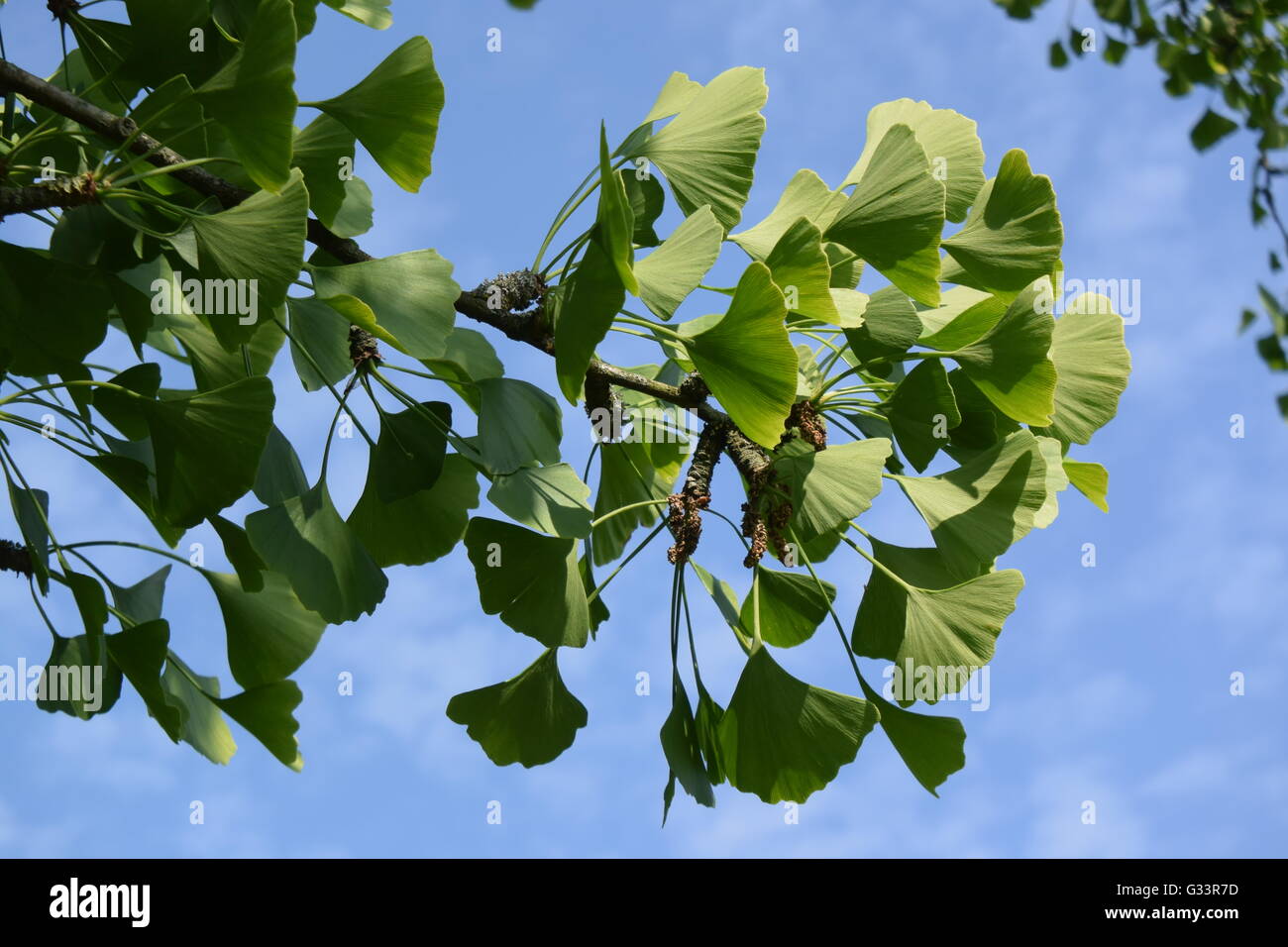 Blätter eines Baumes Gynkgo im Botanischen Garten in Bonn, Deutschland Stockfoto