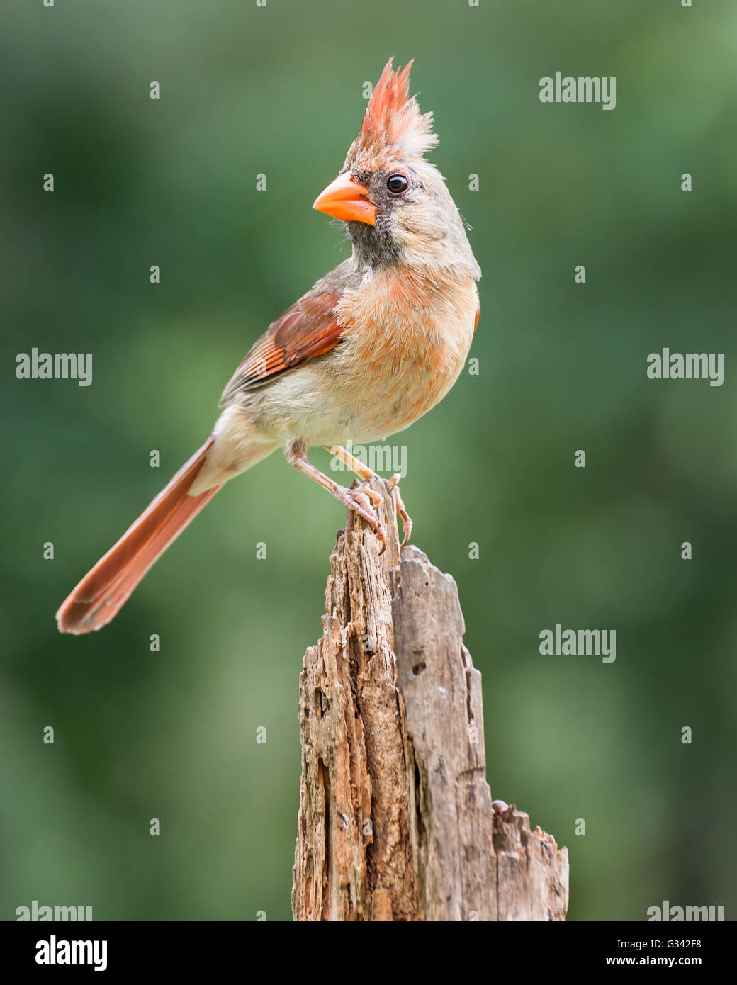 Eine weibliche nördliche Kardinal thront auf einem Baumstumpf Pinien. Stockfoto