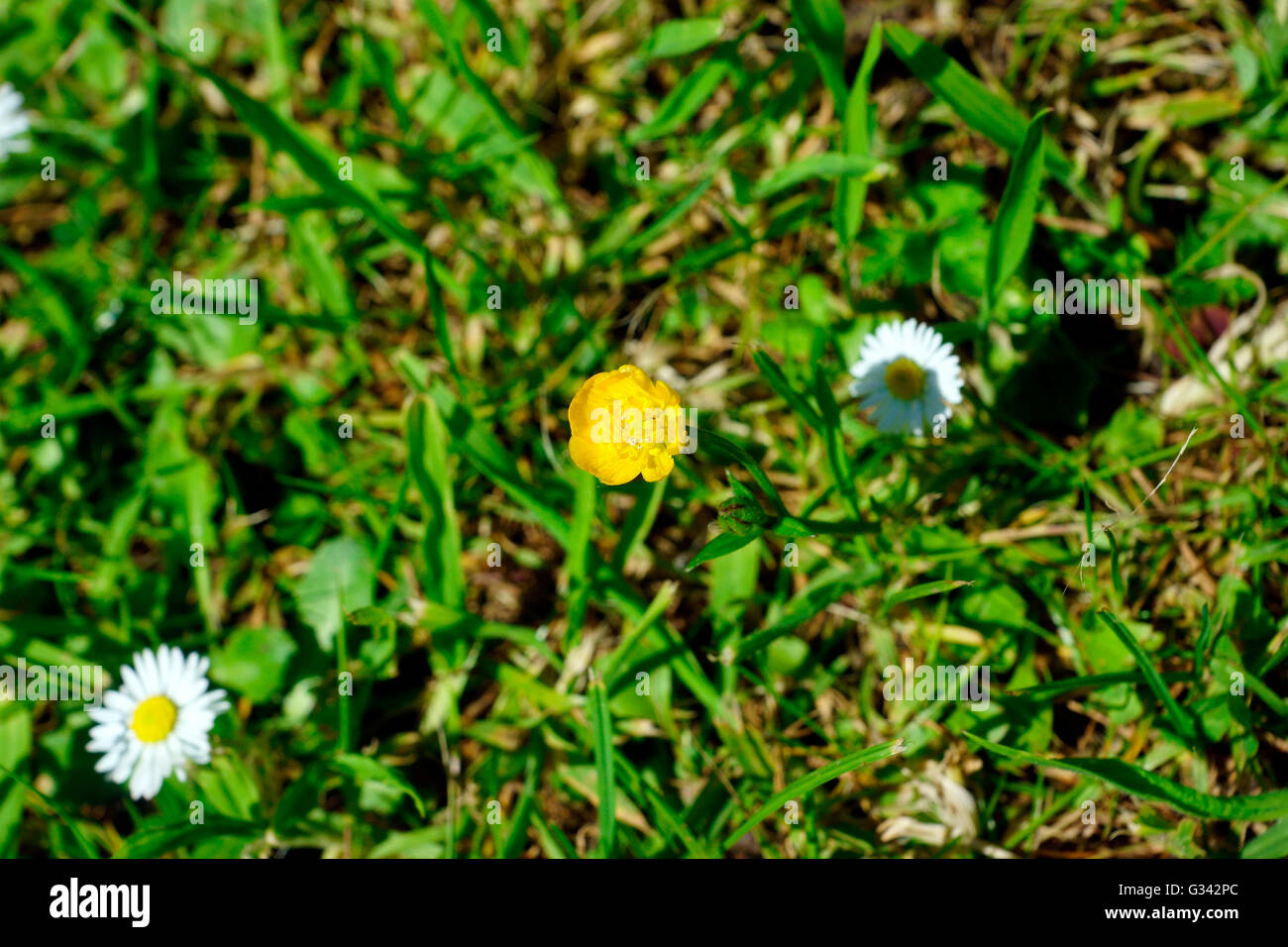 BUTTERBLUME Stockfoto