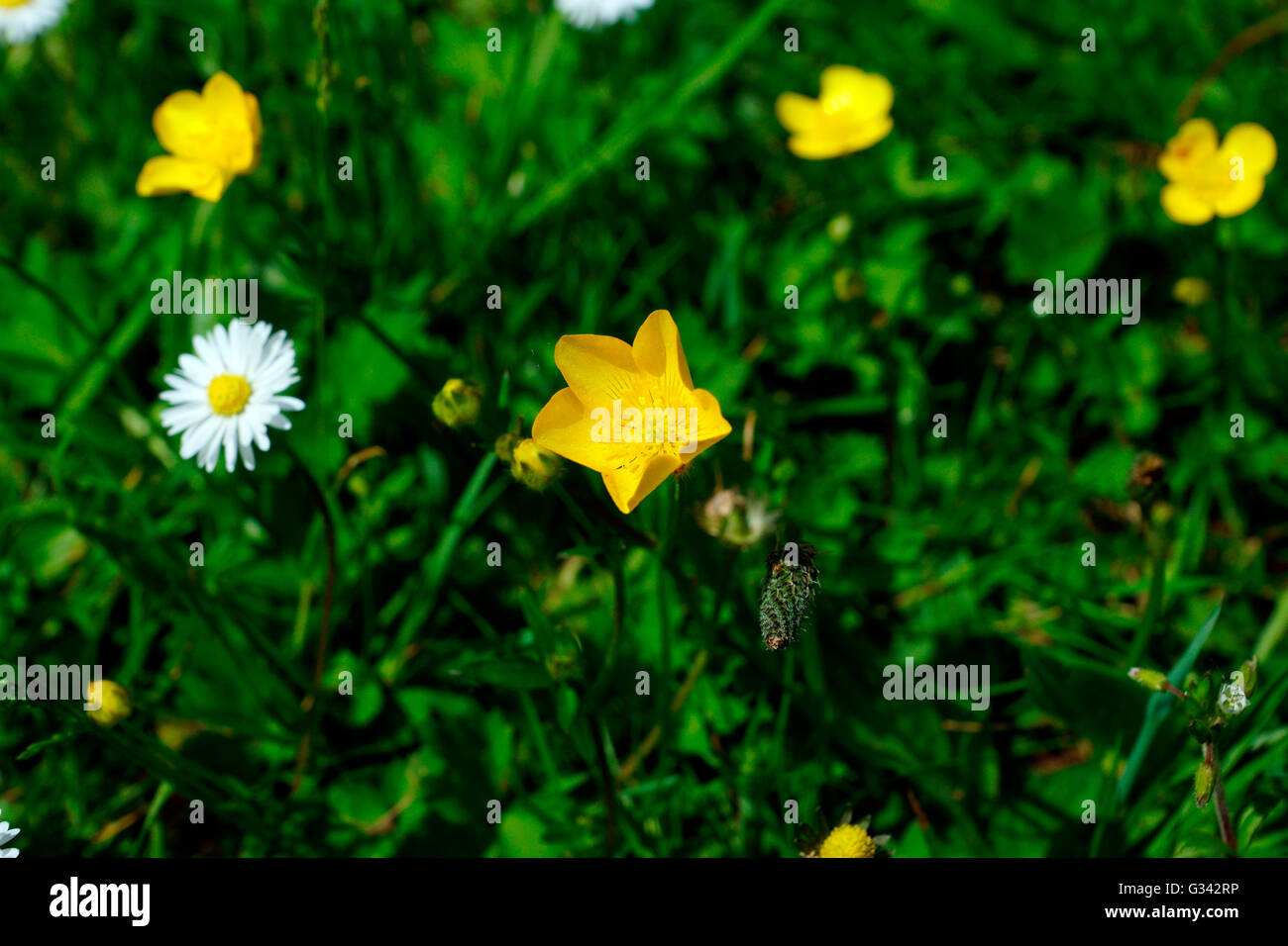 BUTTERCUP ÖFFNUNG ZUR SONNE Stockfoto