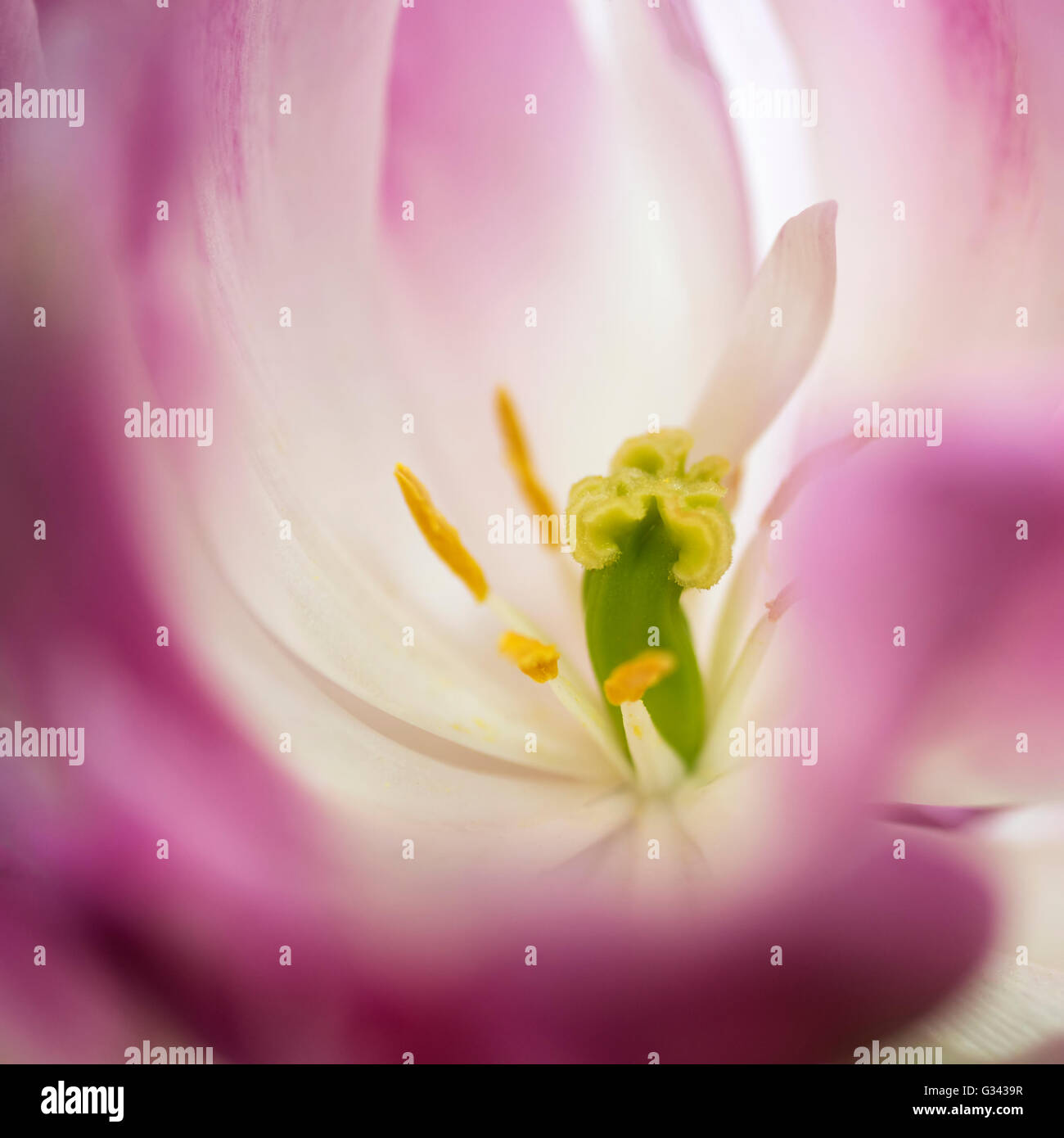 Atemberaubende künstlerische Nähe Bild der rosa Blütenpollen und Staubfäden Stockfoto