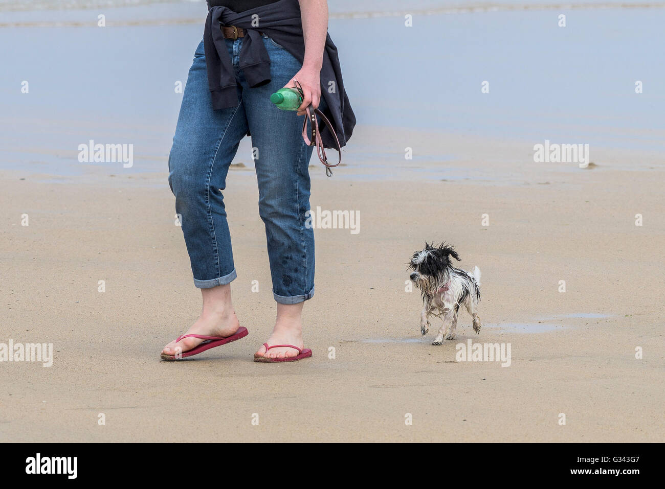 Ein sehr nasser und verwahrloster kleiner Hund folgt seinem Besitzer auf Fistral Beach in Newquay, Cornwall. Stockfoto
