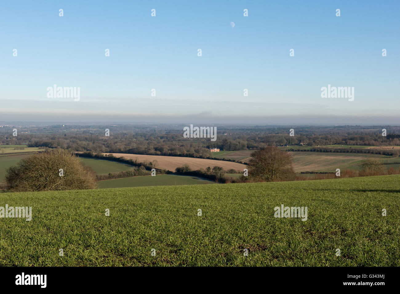 Mit Blick auf eine junge Ernte des Weizens zu Winter Landschaft und Ackerland in West Berkshire, Januar Stockfoto