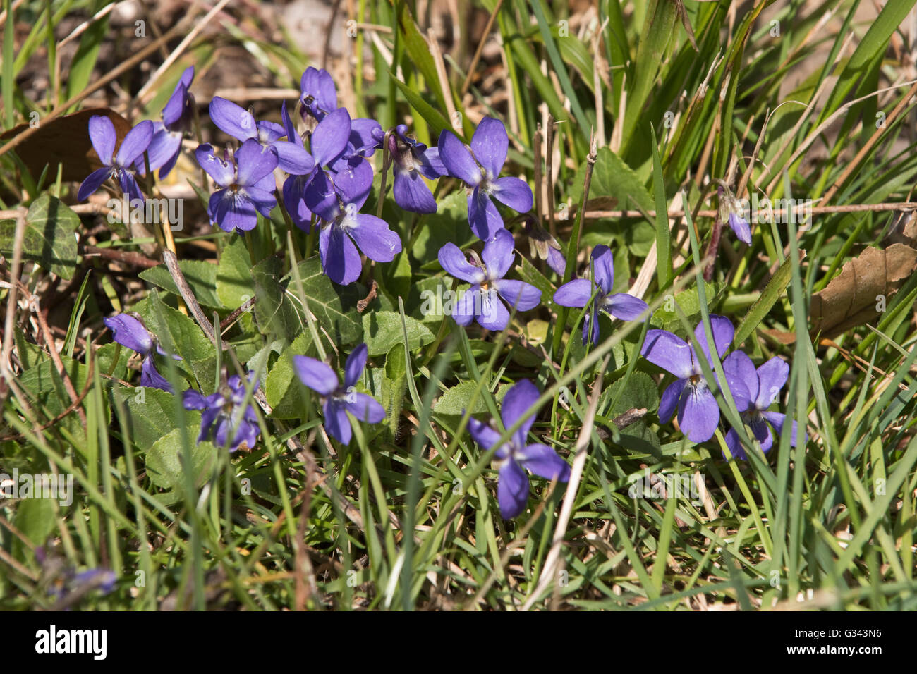 Blaue Blumen von einem gemeinsamen Hund-Violet, Viola Riviniana im Frühjahr, Berkshire, März Stockfoto