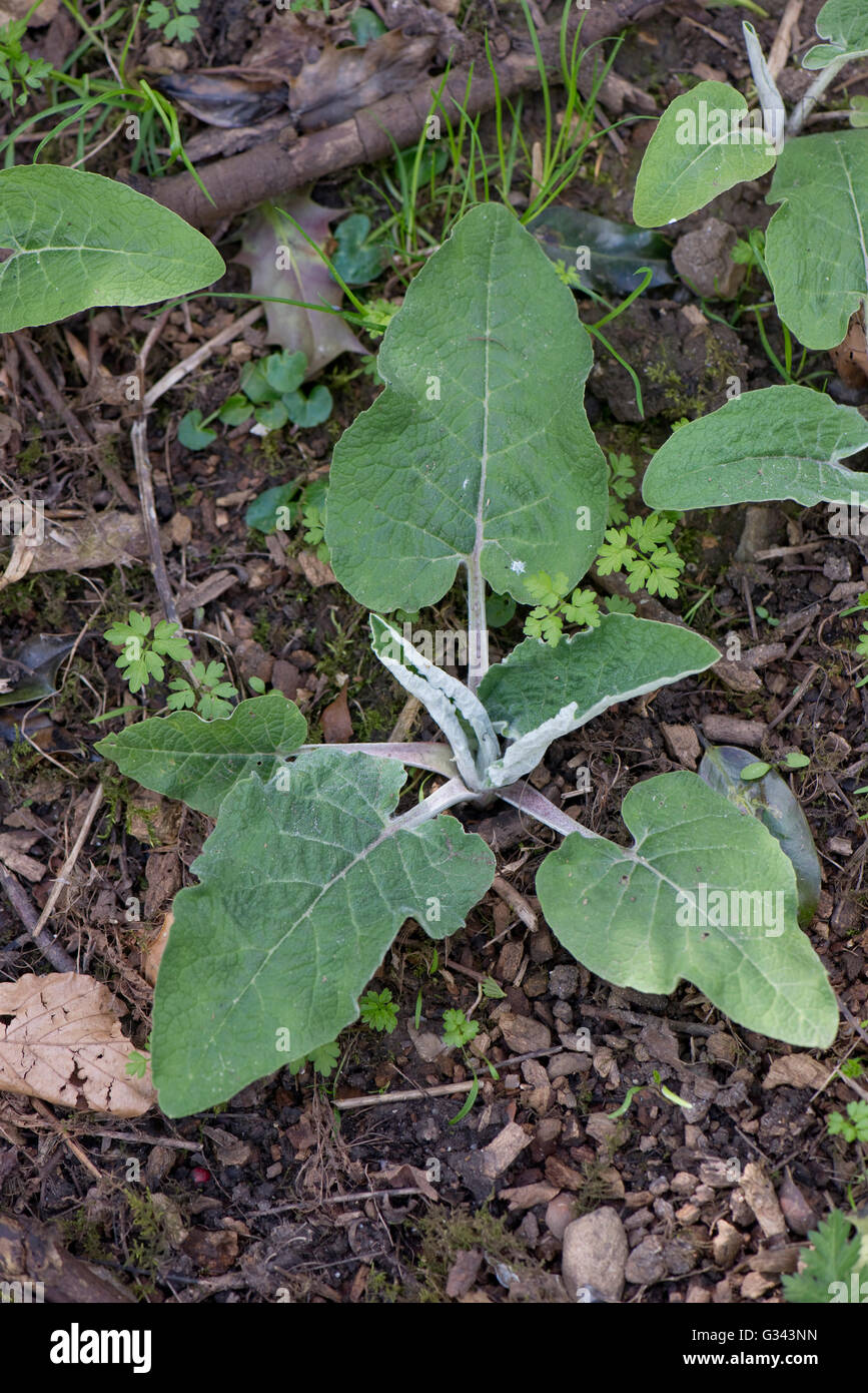 Eine junge Klette, Arctium minus, Pflanze im Frühling, April Stockfoto