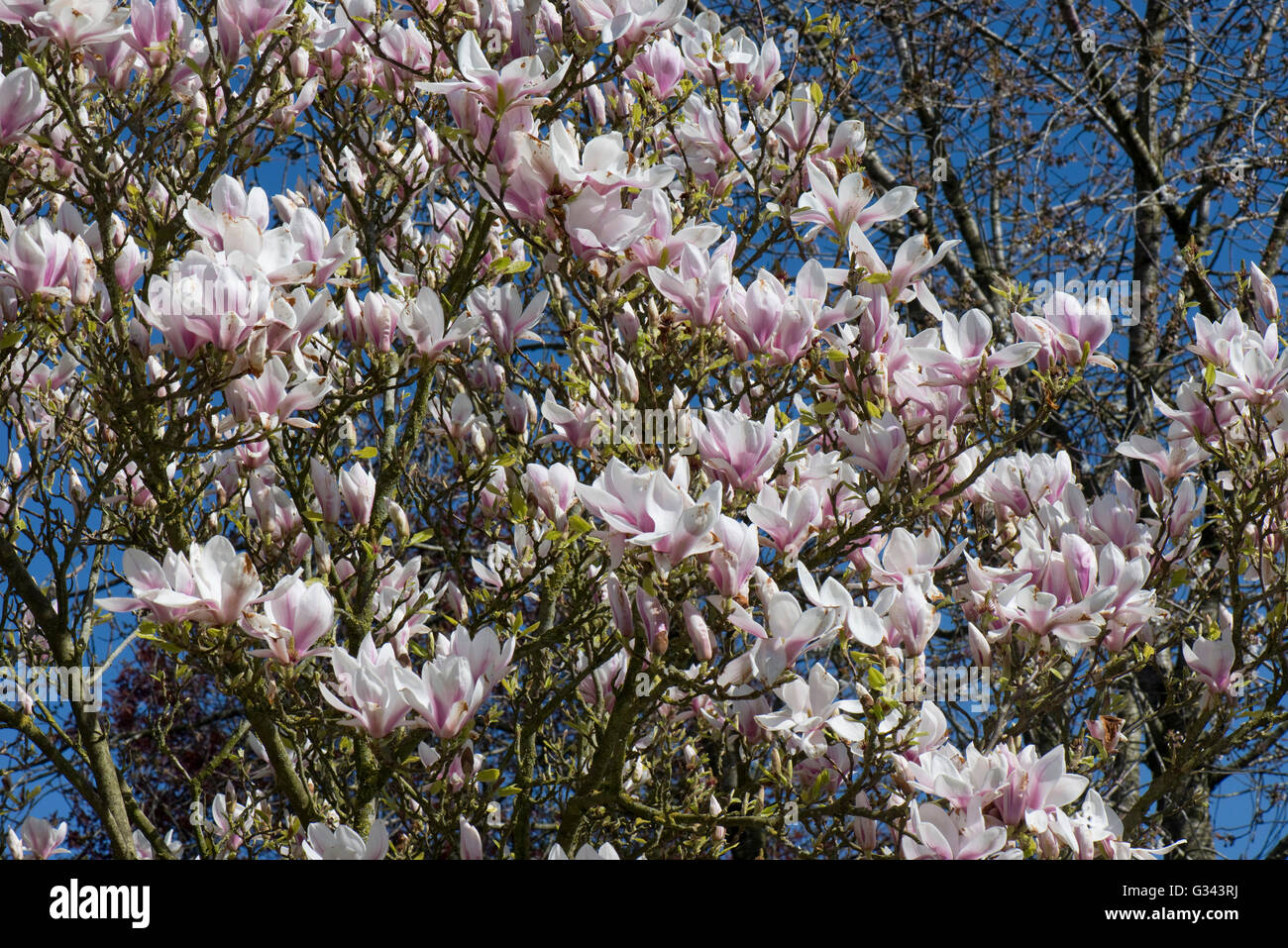 Chinesische Magnolie, Magnolia X soulangeana, Baum in voller Blüte im Frühjahr, Berkshire, April Stockfoto