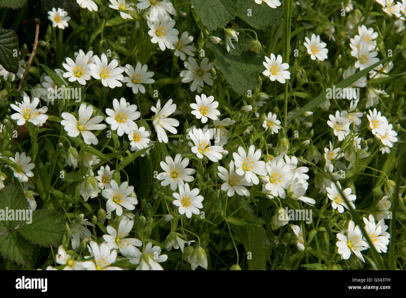 Blumen Stitchwort, Stellaria Holostea, durch eine Hecke auf Hungerford gemeinsamen im Frühjahr, kann Stockfoto