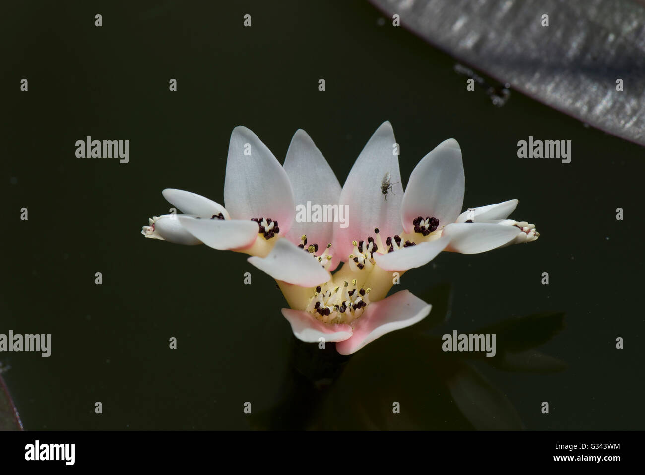 Blume des Kap Laichkräuter, Aponogeton Distachyos Blume auf der Oberfläche von einem Gartenteich, Mai Stockfoto