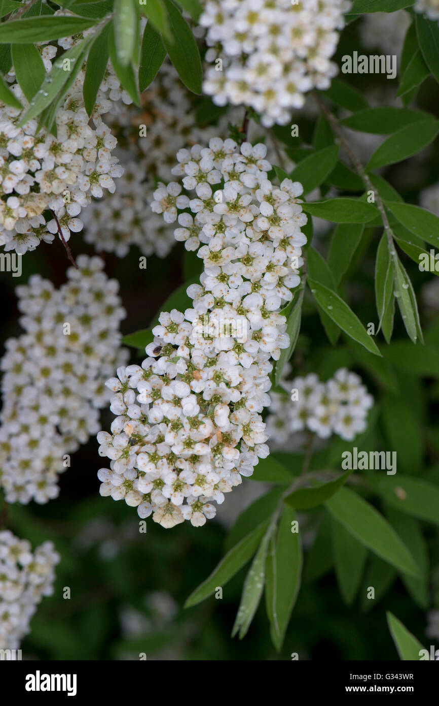 Brautkranz oder Schaum Mai, Spirea "Mischpflanzungen', weiße Blüten im Frühjahr, Berkshire, Mai Stockfoto