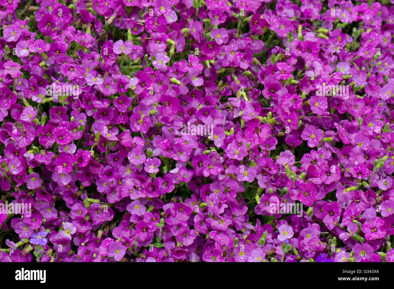 Aubretia, Aubrieta SP., rosa oder magentafarbene Blüten mit Wassertropfen im Regen, Berkshire, Mai Stockfoto