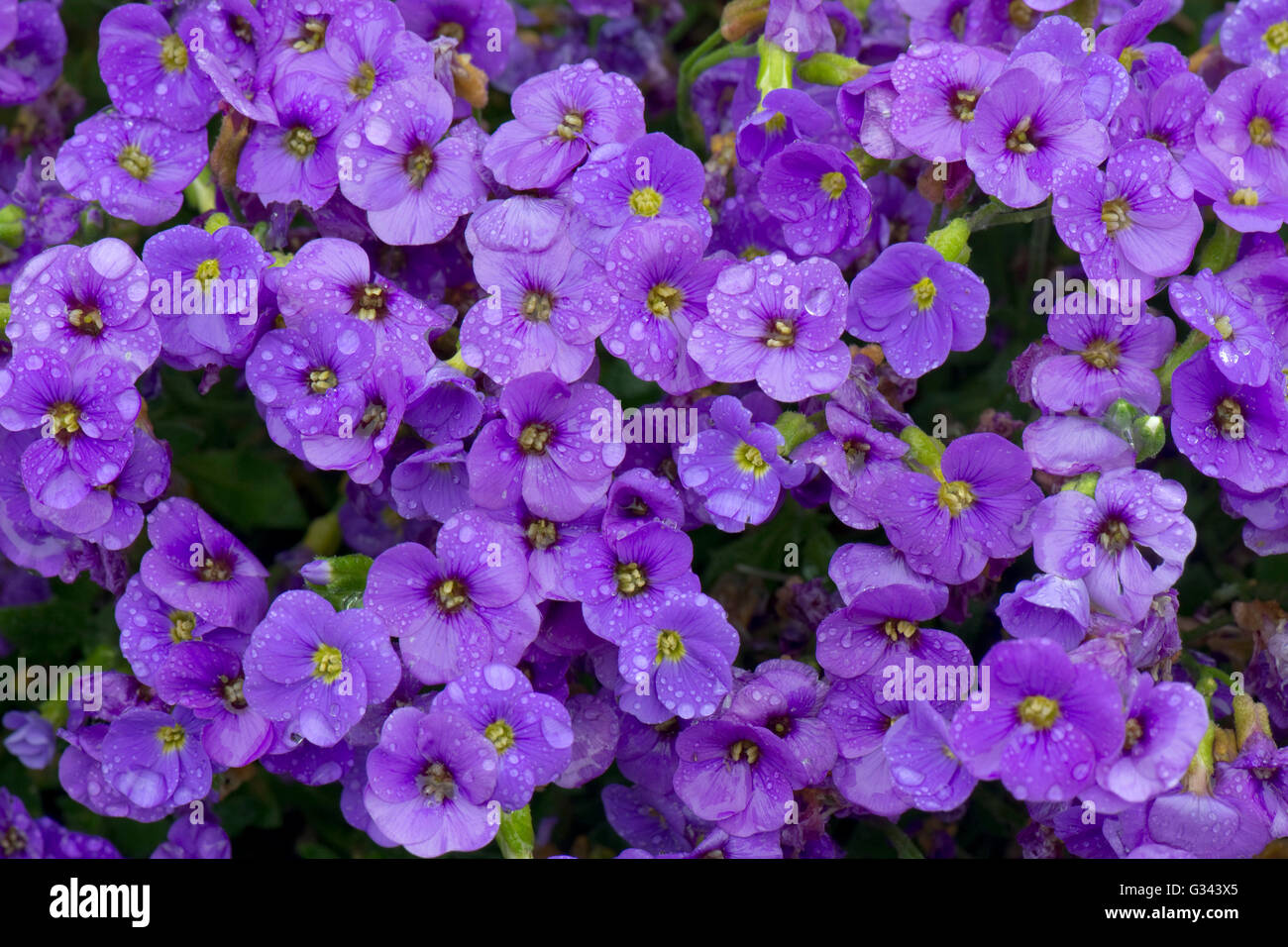 Aubretia, Aubrieta SP., blau oder lila Blüten mit Wassertropfen im Regen, Berkshire, Mai Stockfoto