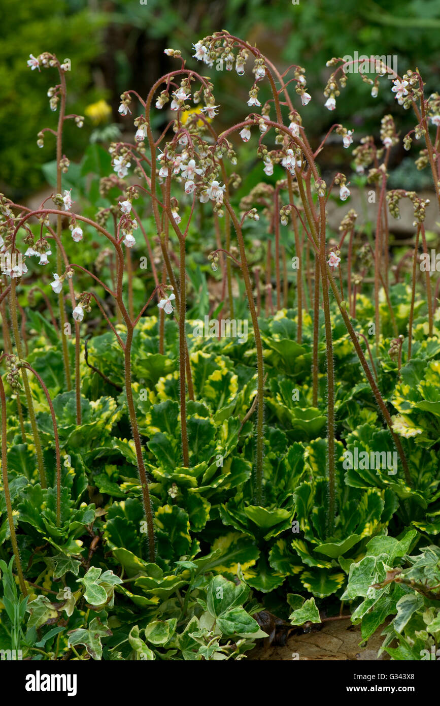 Blühender Steingarten Steinbrech, Saxifraga X urbium 'Variegata', weiße Blüten mit bunten Blattrosetten Stockfoto