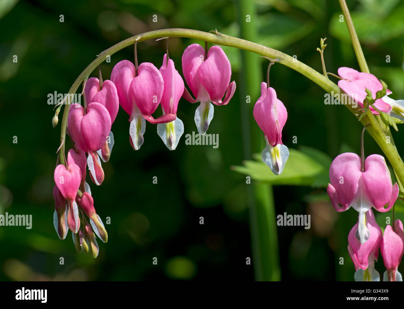 Tränendes Herz oder Holländer die Reithose, Lamprocapnos Spectabilis, rosa und weißen Blüten, Berkshire, Mai Stockfoto