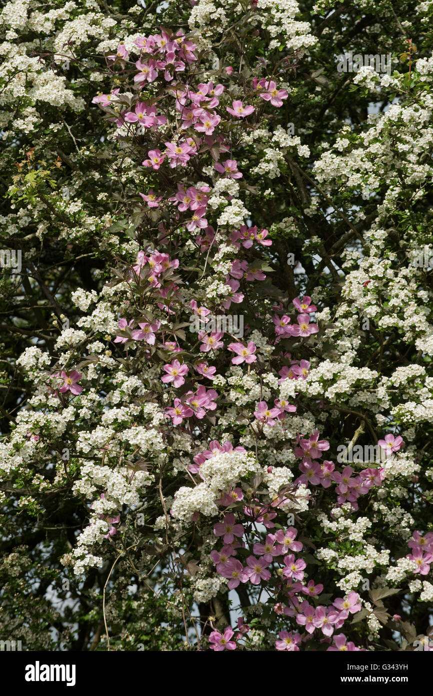 Clematis Montana Var Rubens 'Terarose' miteinander verflochten mit Blumen auf einem Weißdorn Baum, blühen können möglicherweise Stockfoto