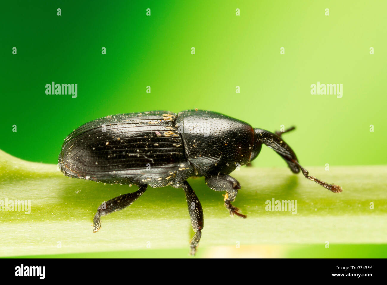 Schwarze Käfer Käfer Makroaufnahme Stockfoto