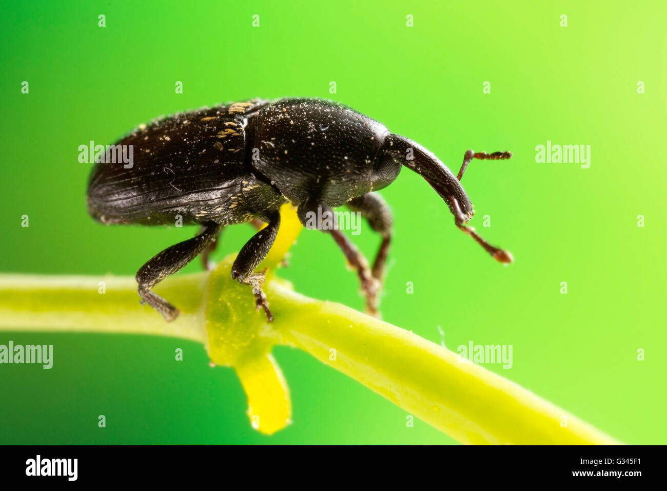 Schwarze Käfer Käfer Makroaufnahme Stockfoto
