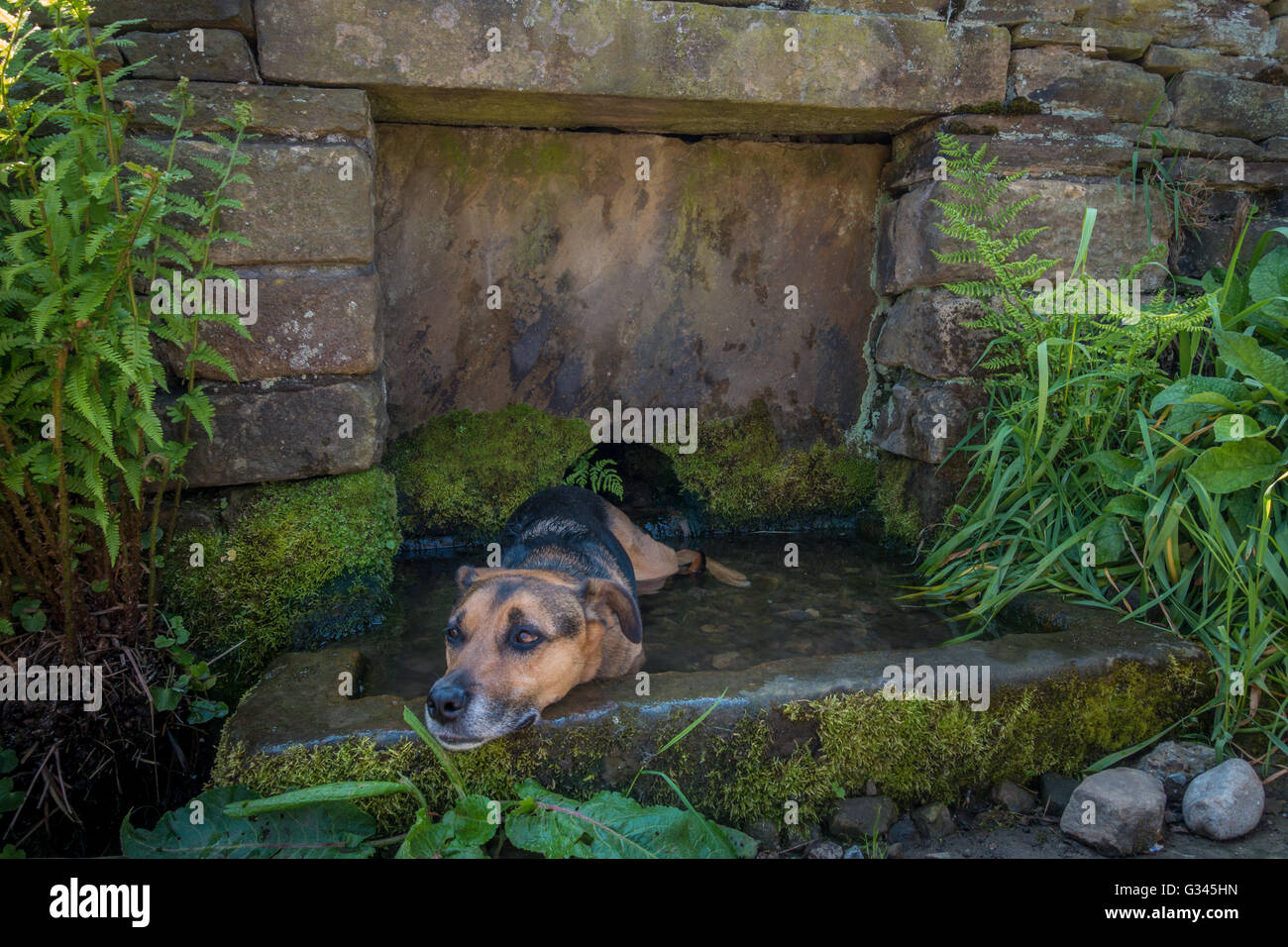 Hund "cooling off" in eine steinerne Wassertrog, gebaut in einer Wand, UK Stockfoto