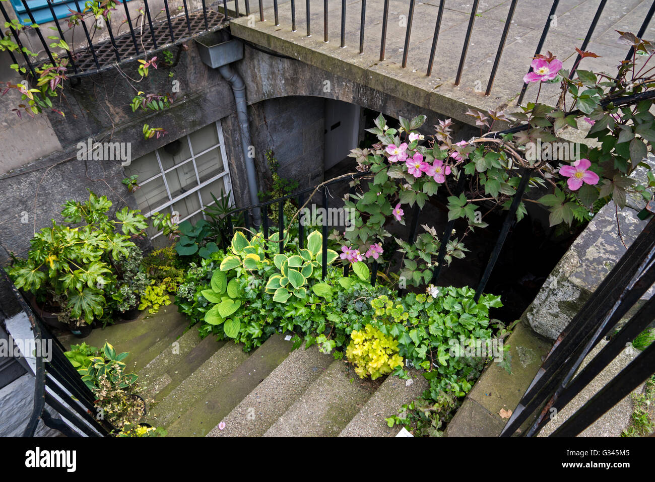 Schritte mit Pflanzen, die hinunter zum Keller Wohnung in Edinburghs Neustadt bedeckt. Stockfoto