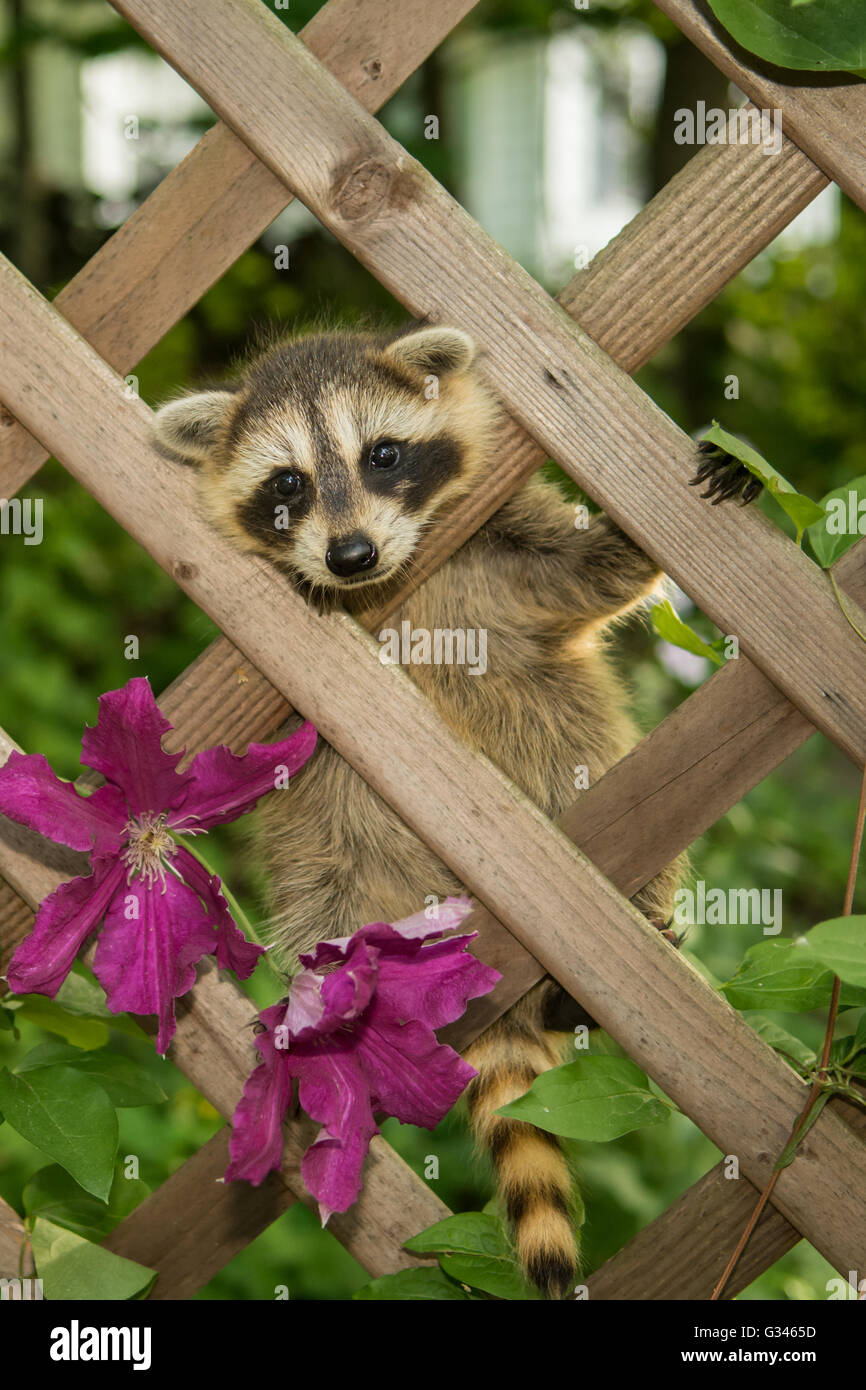 Ein Baby Waschbär Klettern im Garten Stockfoto