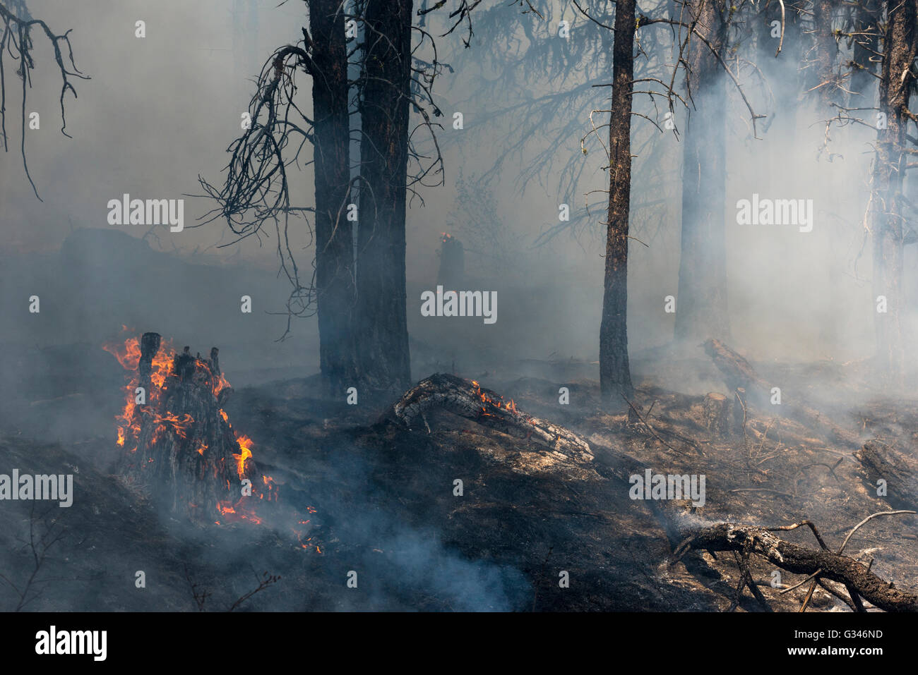 Kontrolliertes Brennen in Oregon Ochoco Bergen. Stockfoto