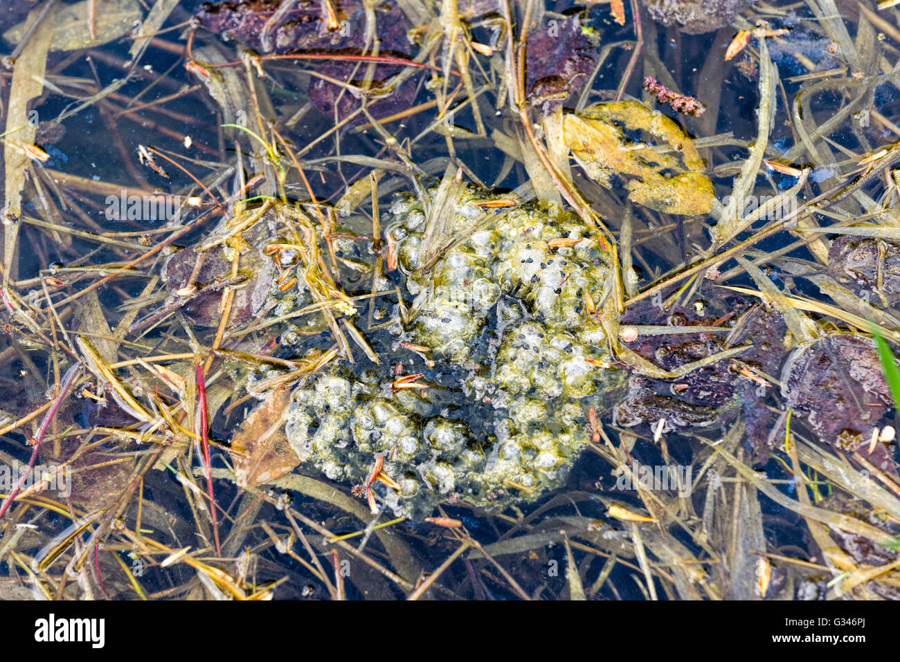 Columbia entdeckt Frosch Ei Cluster in einem Feuchtgebiet, geschützt durch den Wallowa Land Trust in Oregon Wallowa Valley. Stockfoto