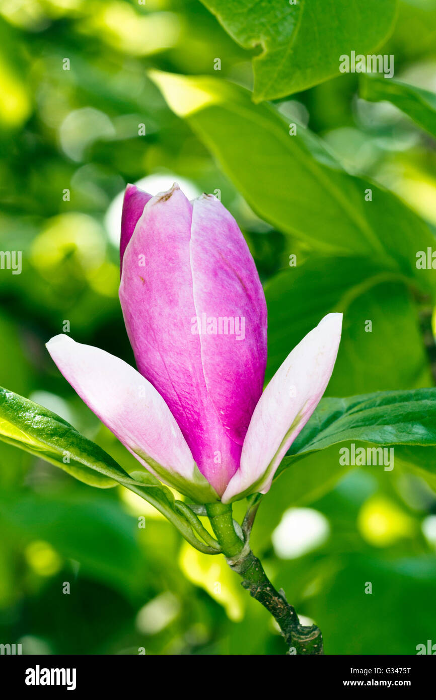 Blütenknospe auf eine Magnolie im Westonbirt Arboretum, Gloucestershire, UK. Stockfoto