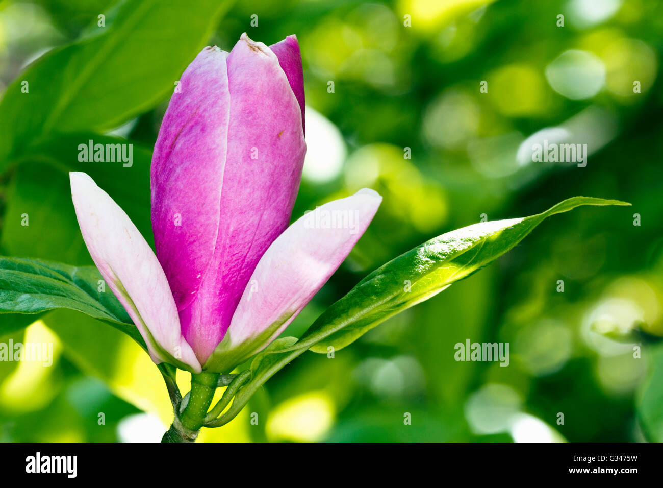 Blütenknospe auf eine Magnolie im Westonbirt Arboretum, Gloucestershire, UK. Stockfoto