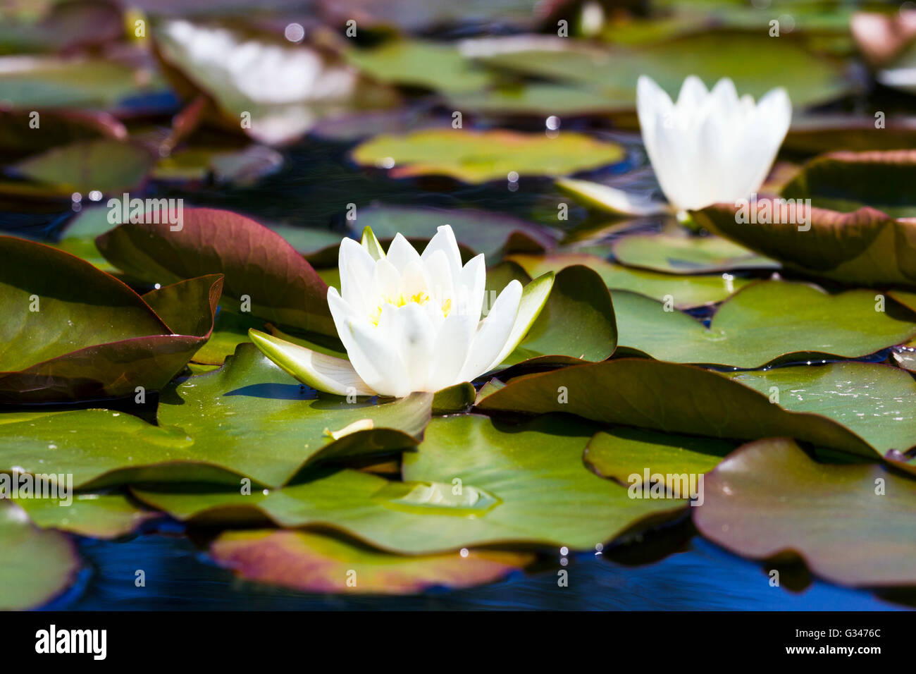 Seerosen schwimmend auf einem Gartenteich Stockfoto