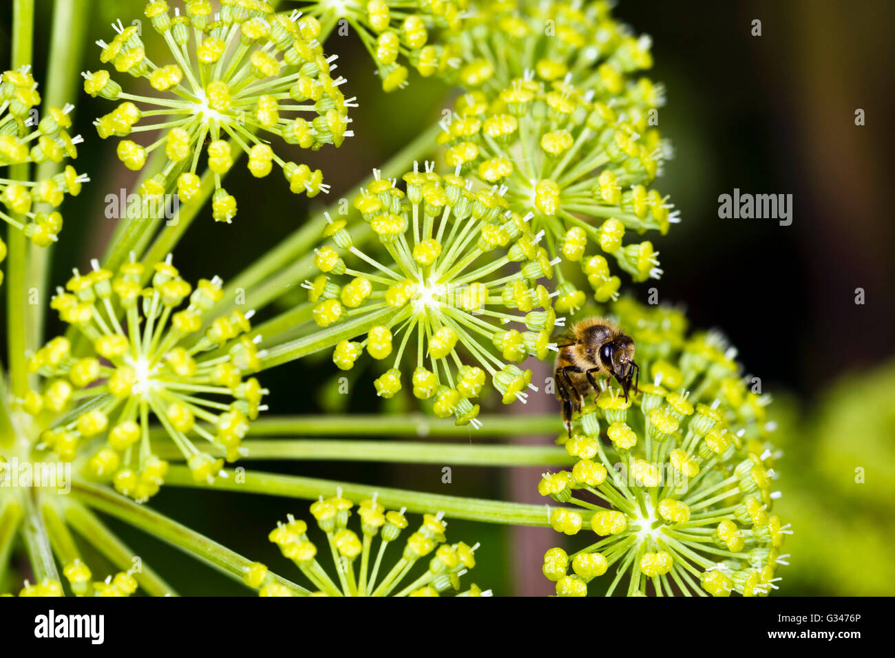 Nahaufnahme von Angelica Archangelica Blütenstand mit Biene Stockfoto