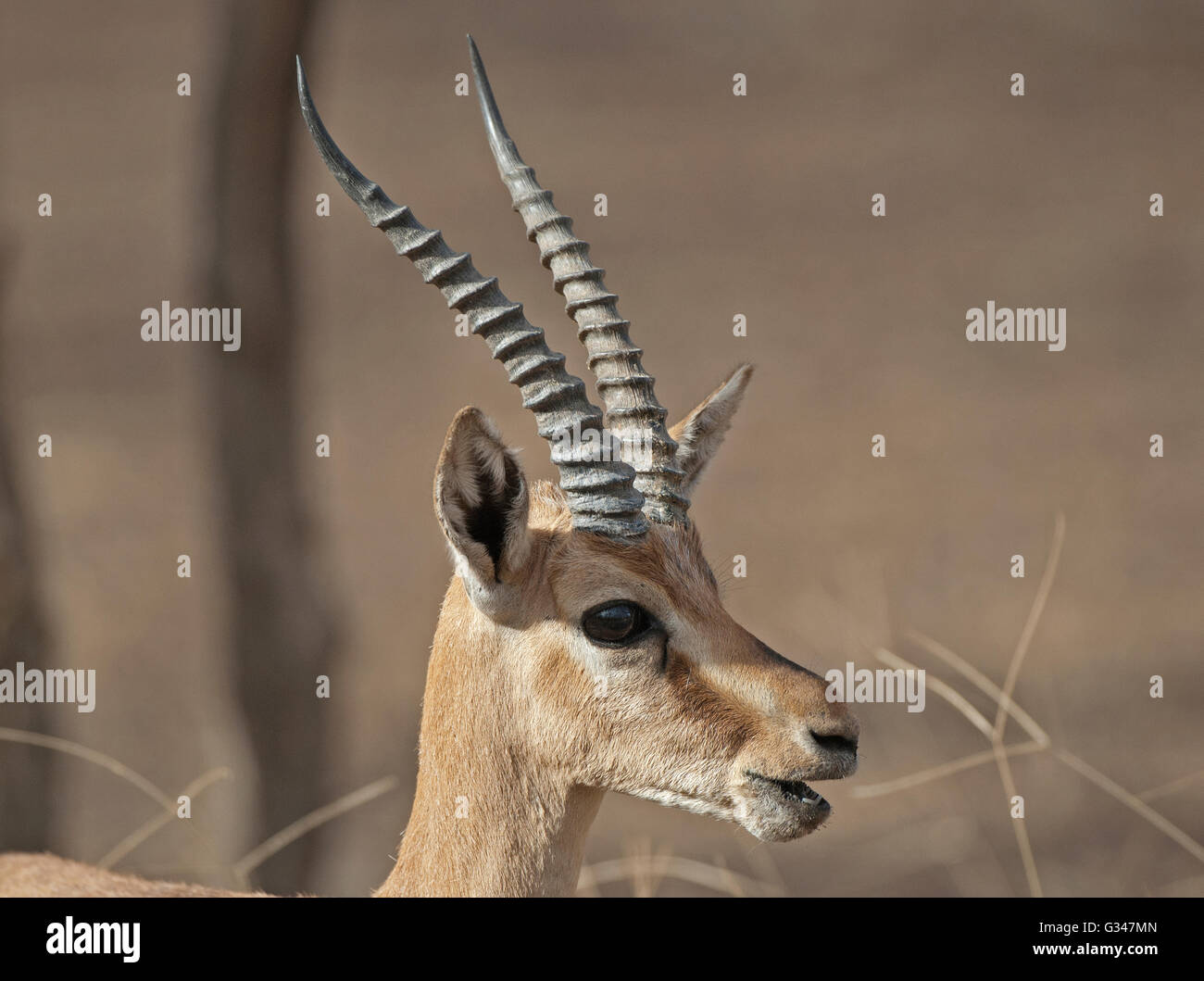 Indische Gazelle (Gazella Bennettii) oder Chinkara in Ranthambore Nationalpark in Indien Stockfoto