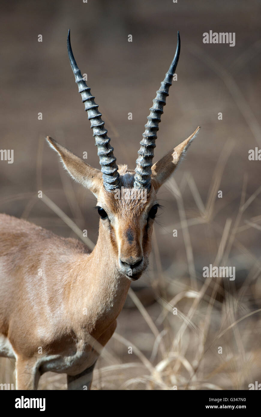 Das Bild von indische Gazelle (Gazella Bennettii) oder Chinkara im Ranthambore Nationalpark in Indien Stockfoto