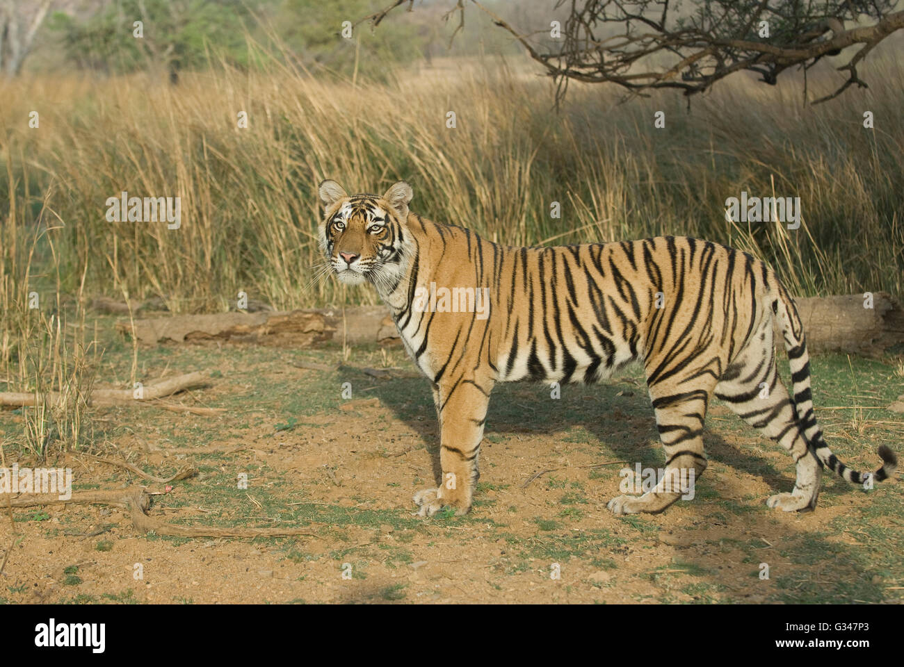 Das Bild der Tiger (Panthera Tigris) beobachtete Ranthambore Nationalpark in Indien Stockfoto