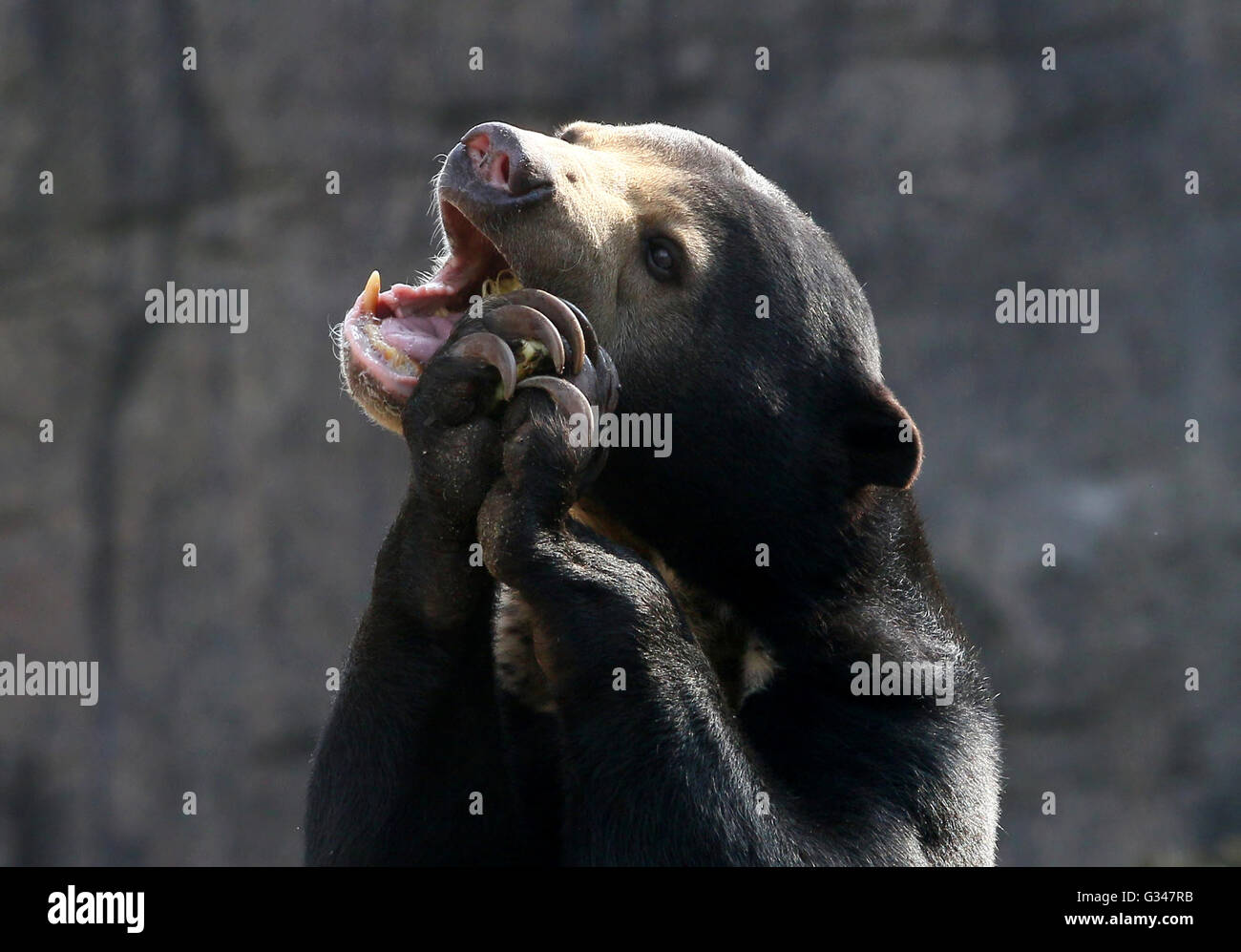 Südostasiatische Sun Bear oder Honig-Bären (Helarctos Malayanus) Essen, hob Krallen an seinen Mund Stockfoto