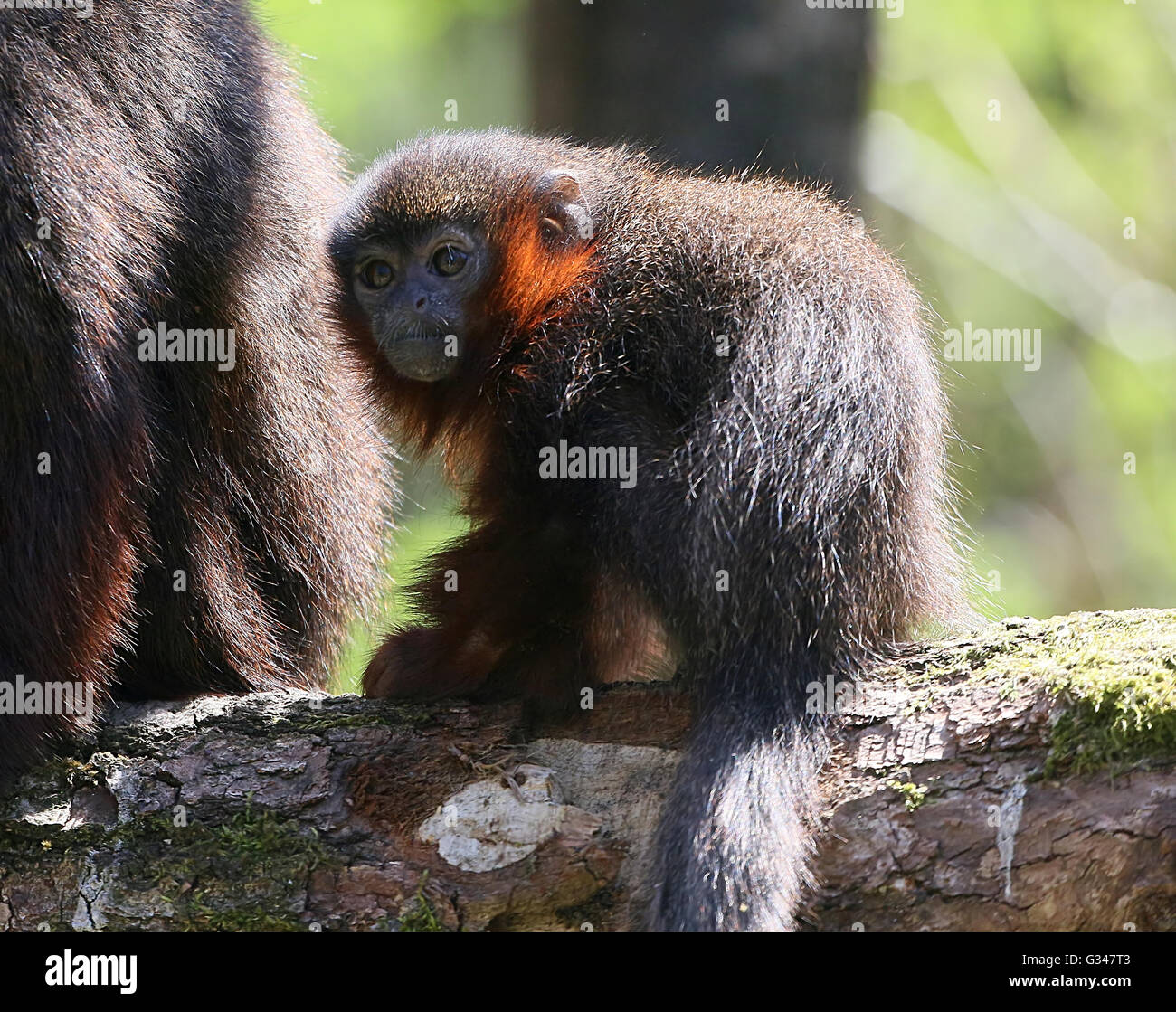 Familie der südamerikanischen kupferfarbenen oder Kupfer gefärbt Titi-Affen (Callicebus Cupreus) Stockfoto