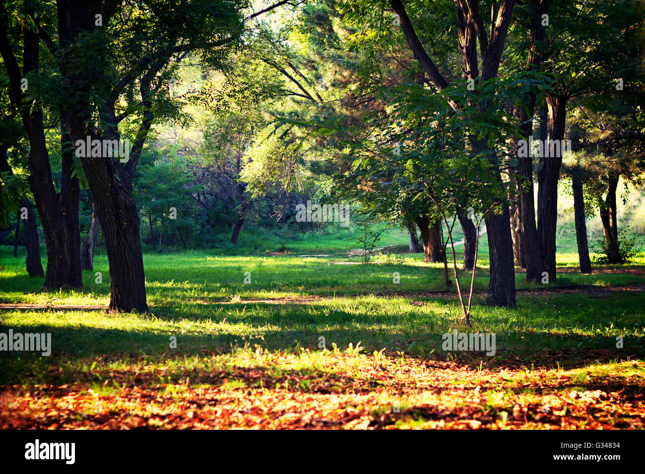 Lichtung im Herbst Park von der Sonne beleuchtet Stockfoto