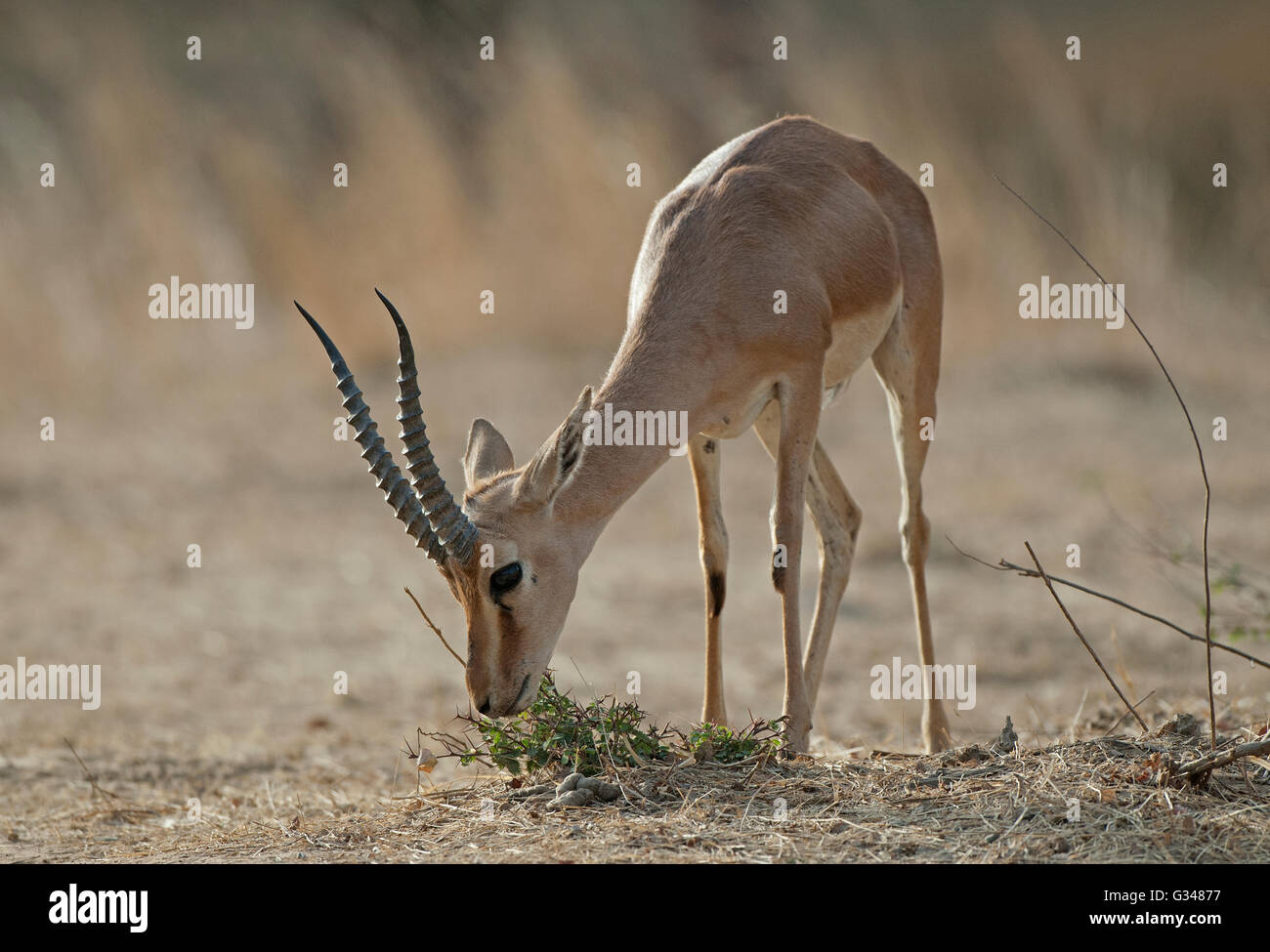 Das Bild von indische Gazelle (Gazella Bennettii) oder Chinkara im Ranthambore Nationalpark in Indien Stockfoto