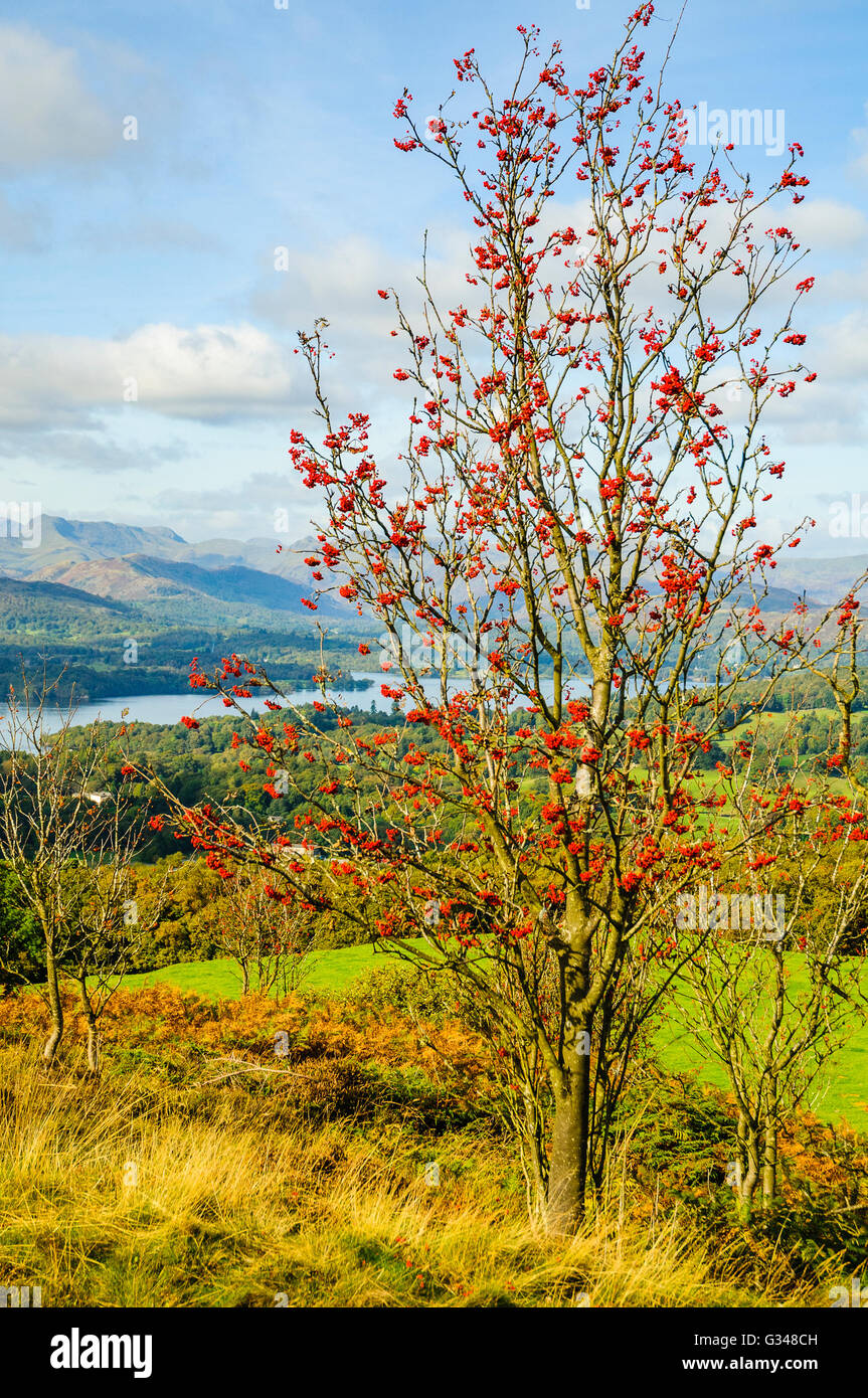 Beeren auf Eberesche auf Orrest Head in der Seenplatte mit Windermere unten und Nordwestgrat auf die skyline Stockfoto