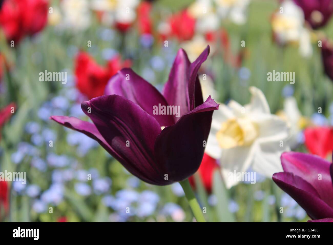 Lila Tulpe, Hinton Ampner, Hampshire, UK Stockfoto