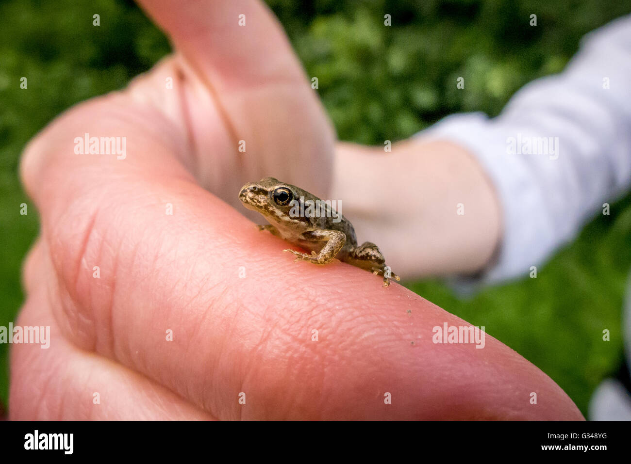 Ein winziges Baby Frosch auf einem Finger im Südwesten Frankreichs. Stockfoto