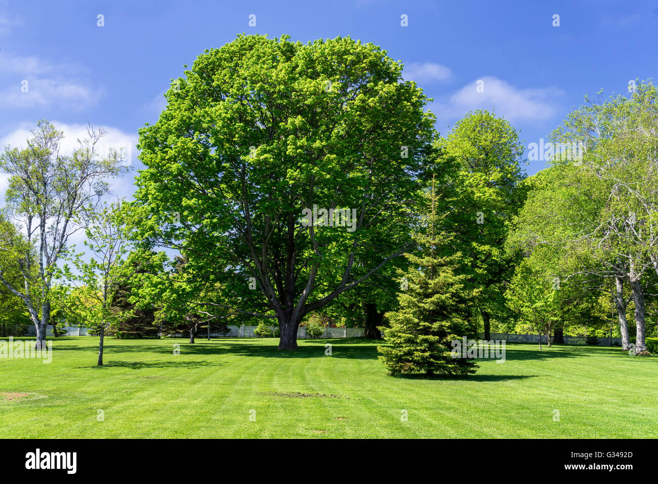 Majestätischen Bäumen in eine offene Parklandschaft. Stockfoto