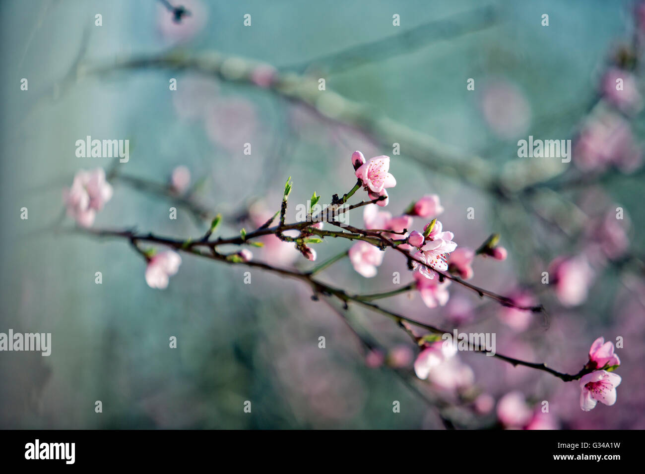 Blühende Kirsche Treen im zeitigen Frühjahr Stockfoto
